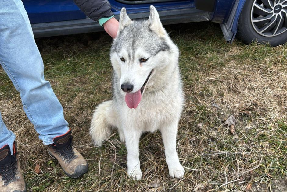 Fundmeldung Hund  Unbekannt Martigny Schweiz