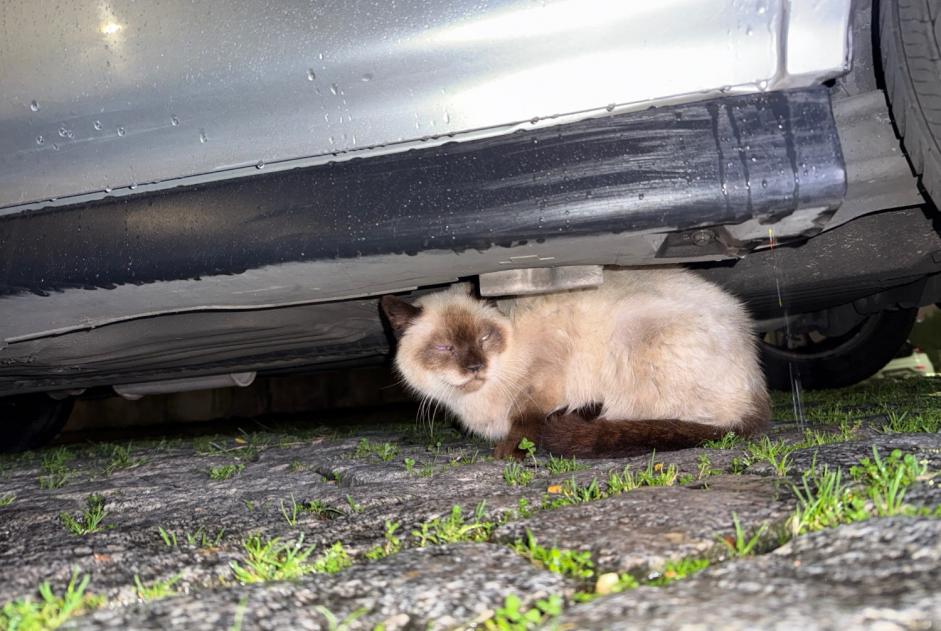 Fundmeldung Katze  Unbekannt , 3 Jahre Porto Portugal