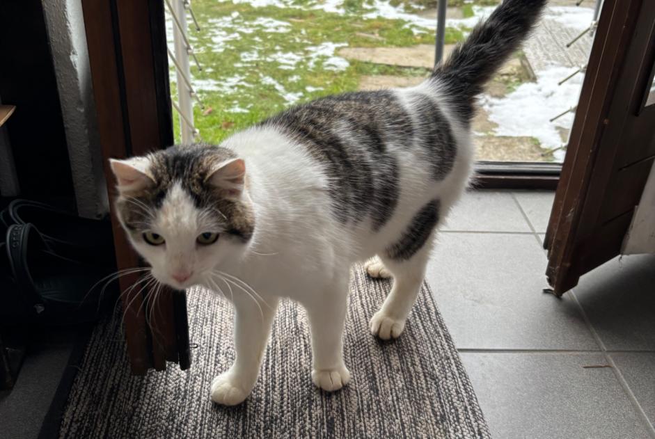 Fundmeldung Katze Männliche Montagny Schweiz