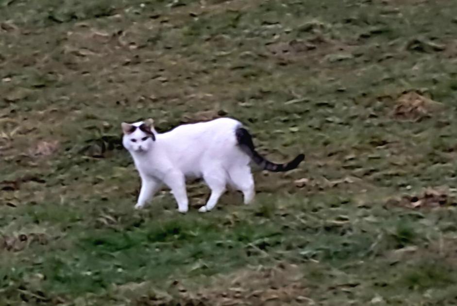 Fundmeldung Katze rassenmischung Männliche Le Landeron Schweiz