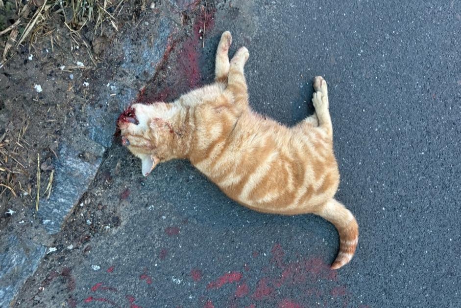 Fundmeldung Katze Unbekannt Bois-d'Amont Schweiz