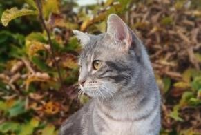 Vermisstmeldung Katze rassenmischung Männliche , 1 jahre Cesson Frankreich