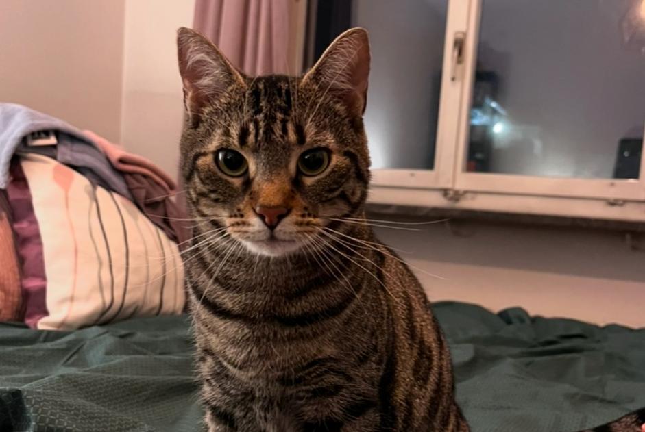 Vermisstmeldung Katze  Männliche , 4 jahre Villars-sur-Glâne Schweiz