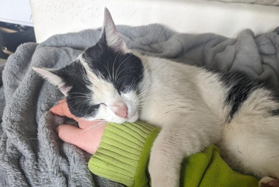 Vermisstmeldung Katze Männliche , 4 jahre Saint-Bazile Frankreich