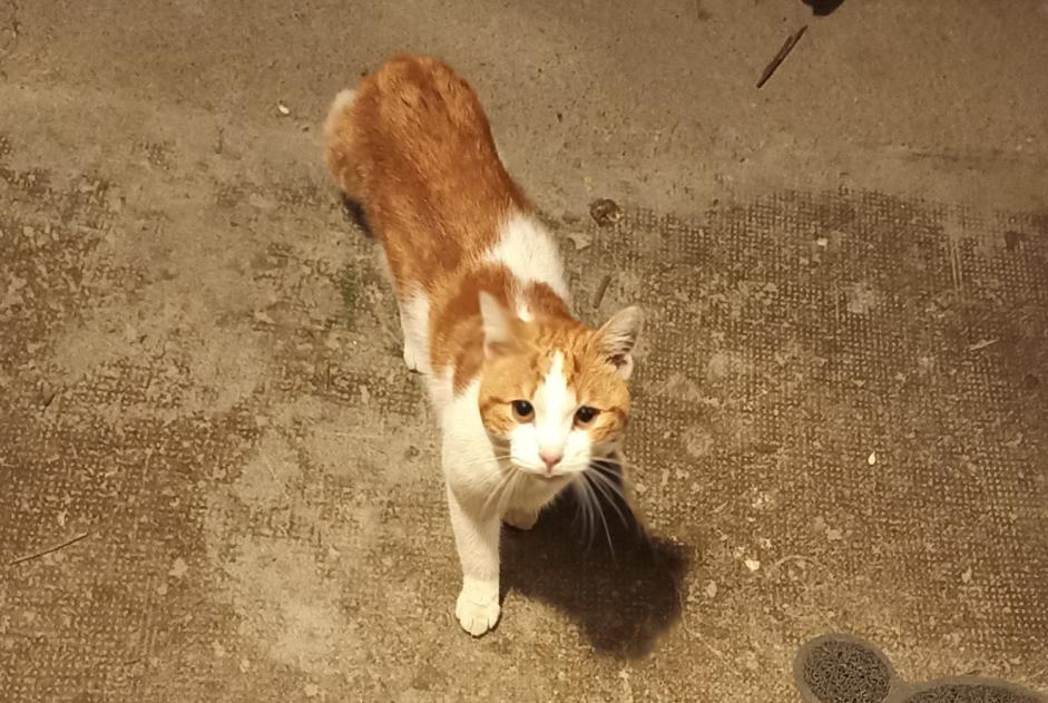 Discovery alert Cat miscegenation Male Montbéliard France