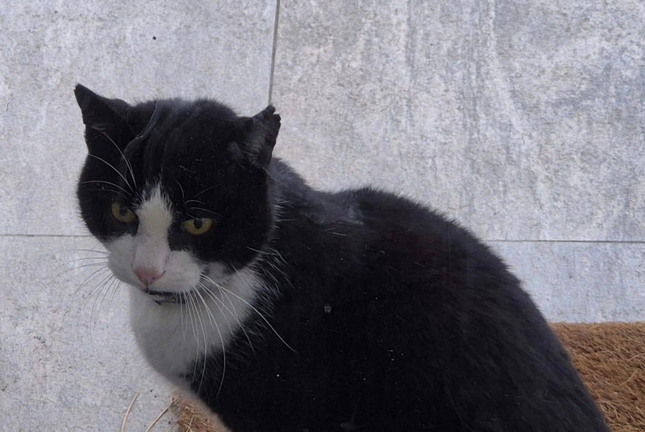 Discovery alert Cat Unknown Yverdon-les-Bains Switzerland