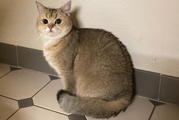 Discovery alert Cat Female Lausanne Switzerland