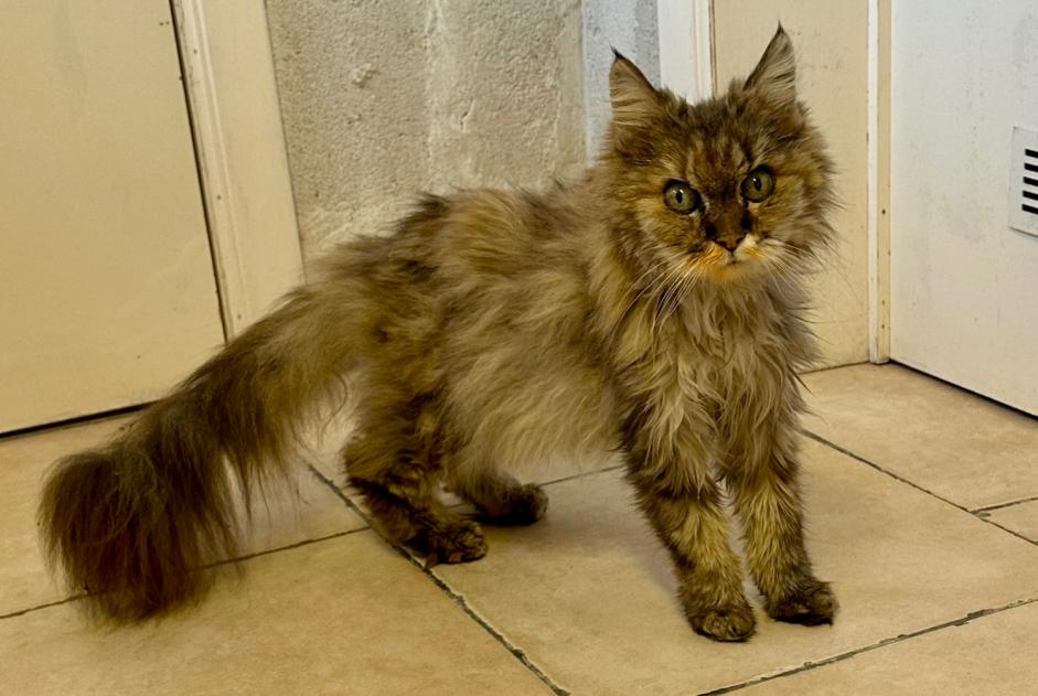 Discovery alert Cat Female Wavre Belgium