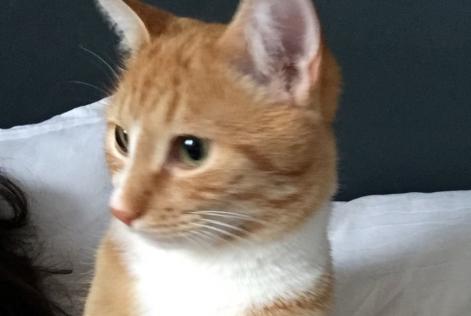 Disappearance alert Cat Male , 8 years Le Temple-de-Bretagne France