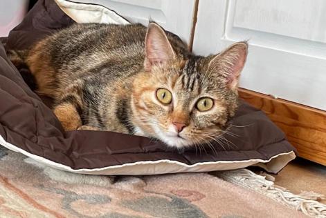 Disappearance alert Cat  Female , 5 years Faye-la-Vineuse France