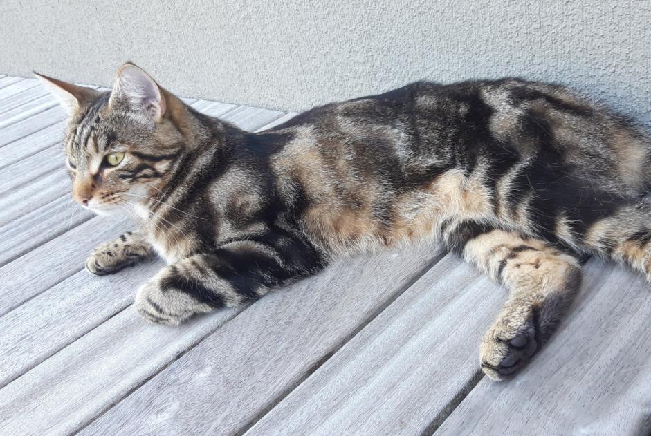 Disappearance alert Cat Male , 3 years Estavayer Switzerland