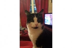 Disappearance alert Cat Male , 11 years Saint-Germain-la-Blanche-Herbe France