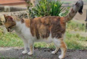 Disappearance alert Cat  Female , 4 years Nonette-Orsonnette France