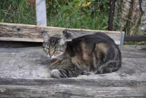 Disappearance alert Cat Male , 13 years Blonay - Saint-Légier Switzerland