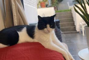 Disappearance alert Cat miscegenation Female , 6 years Saint-Gilles Belgium