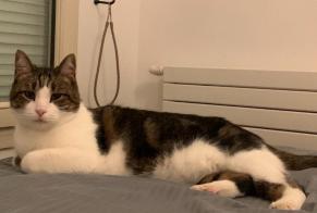 Disappearance alert Cat Male , 10 years Levallois-Perret France