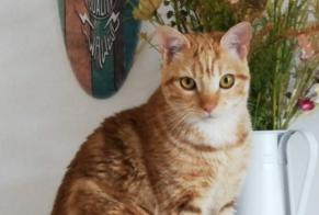 Disappearance alert Cat  Male , 3 years Cruzilles-lès-Mépillat France