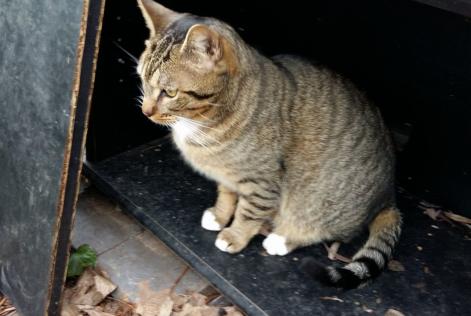 Disappearance alert Cat Européen Male , 10 years Mennecy France