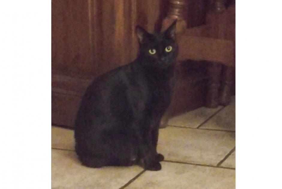 Disappearance alert Cat  Female , 5 years Meynes France