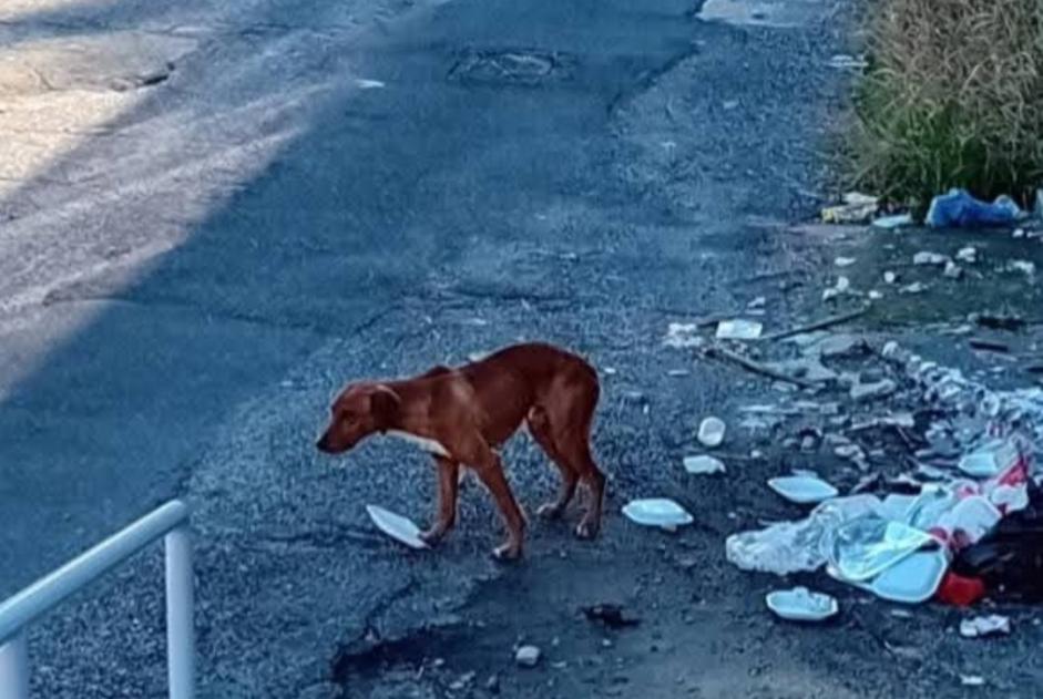 Discovery alert Dog Unknown Vadue Italy