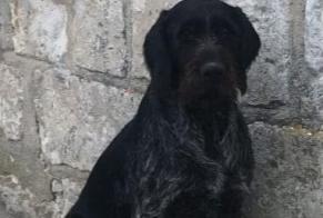 Disappearance alert Dog  Female , 8 years Huismes France