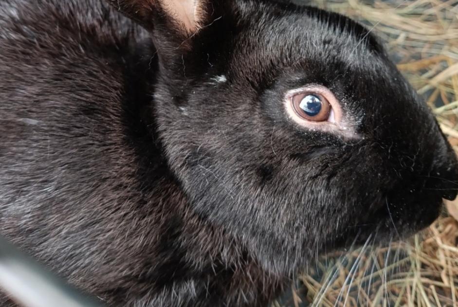 Alerta de Hallazgo Conejo Desconocido Saint-Étienne-du-Bois Francia