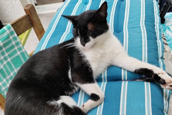 Alerta de Desaparición Gato  Macho , 4 años Morestel Francia