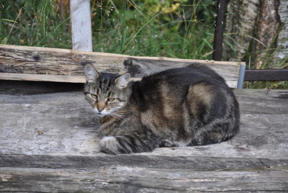 Alerta de Desaparición Gato Macho , 13 años Blonay - Saint-Légier Suiza