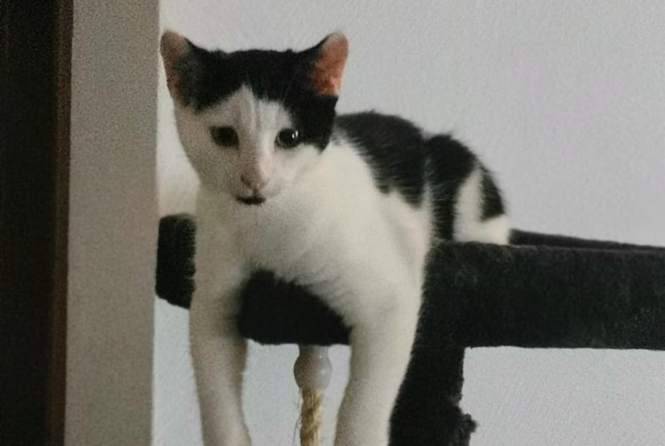 Alerta de Desaparición Gato Macho , 1 años Treycovagnes Suiza