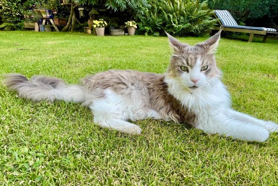 Alerta de Desaparición Gato  Macho , 5 años Braine-l'Alleud Bélgica