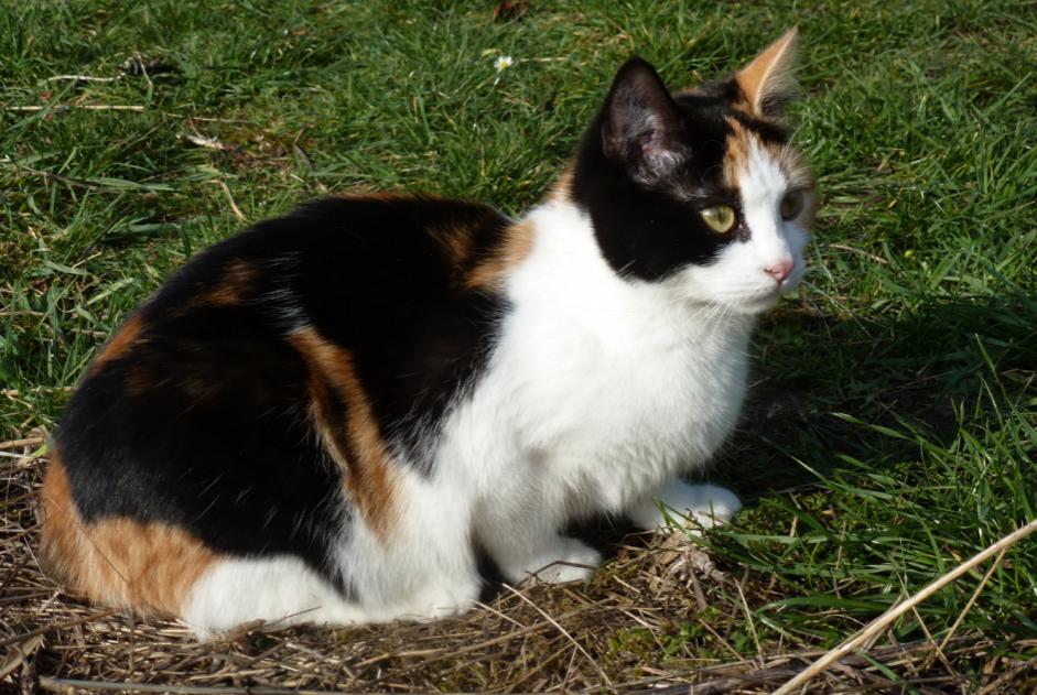 Alerta de Desaparición Gato Hembra , 10 años Compiègne Francia