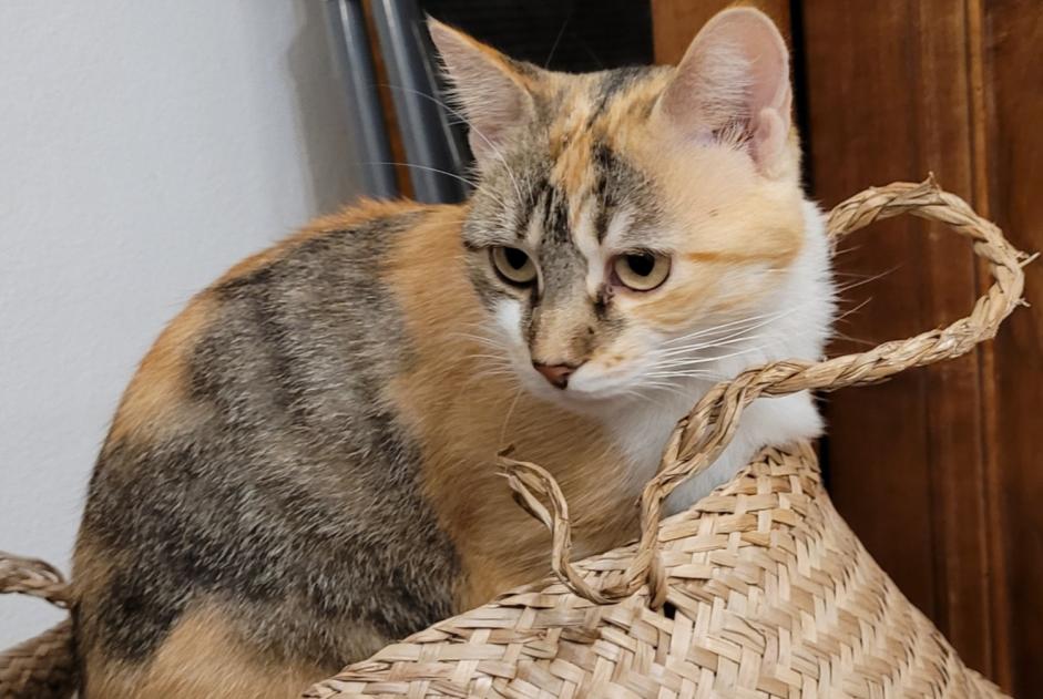 Alerta de Desaparición Gato  Hembra , 2 años Saverdun Francia