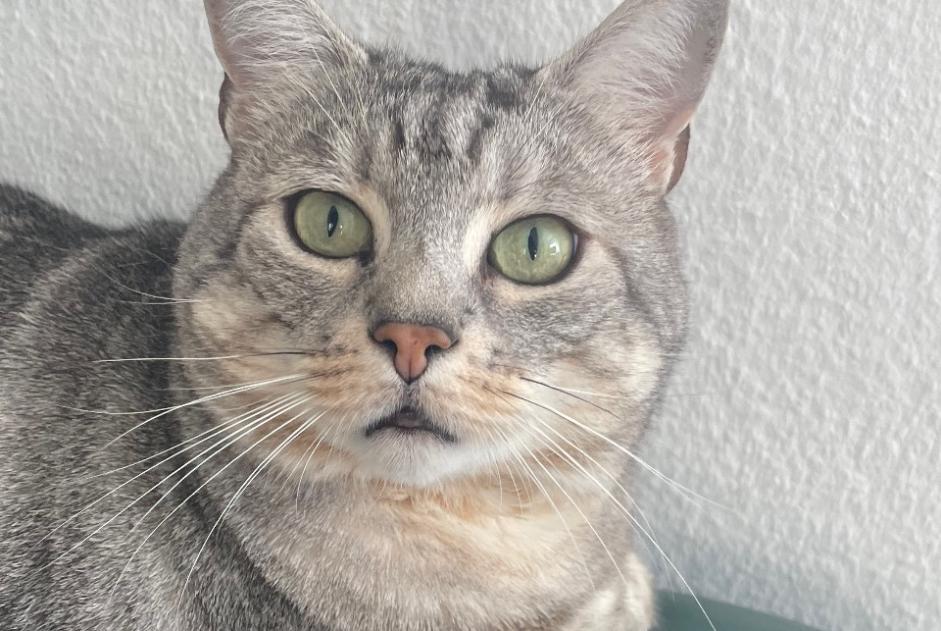 Alerta de Desaparición Gato Macho , 6 años Ecublens Suiza