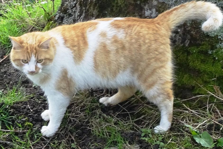 Alerta de Desaparición Gato  Macho , 5 años Saint-Priest-la-Marche Francia