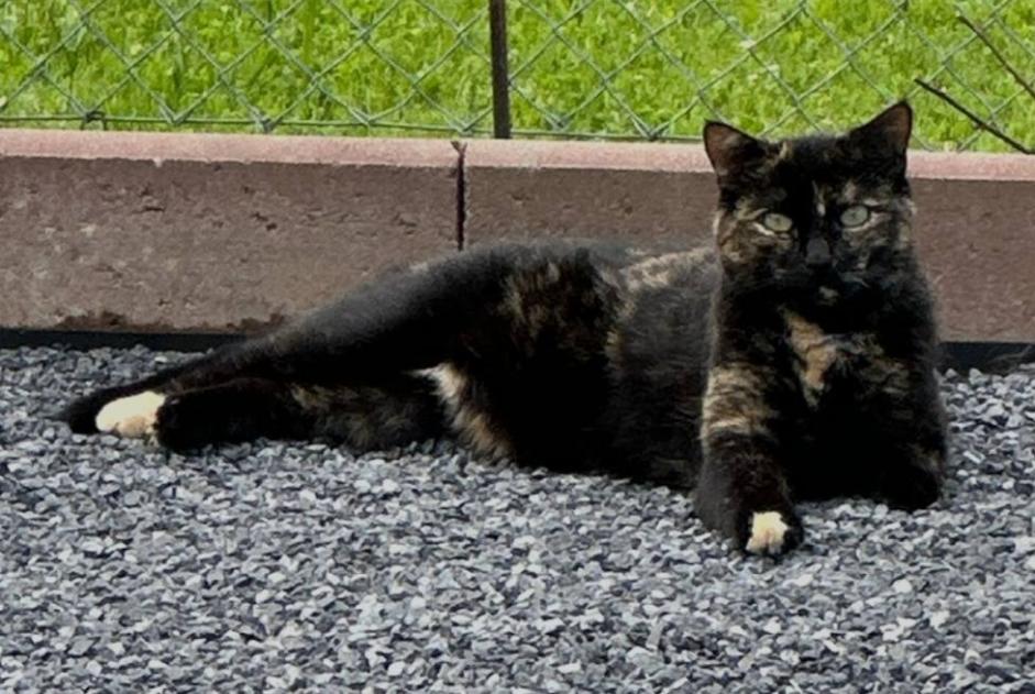 Alerta de Desaparición Gato Hembra , 60 años Châtel-Saint-Denis Suiza