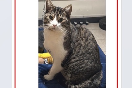 Alerta de Desaparición Gato  Macho , 6 años Ottignies-Louvain-la-Neuve Bélgica