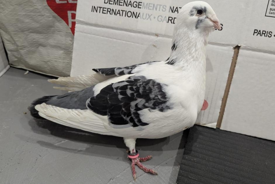 Alerta de Hallazgo Pájaro Desconocido Salaise-sur-Sanne Francia