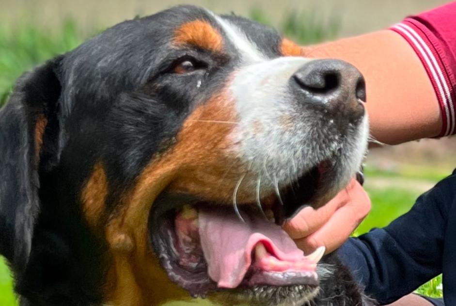 Alerta de Desaparición Perro  Macho , 8 años Saint-Germain-des-Prés Francia