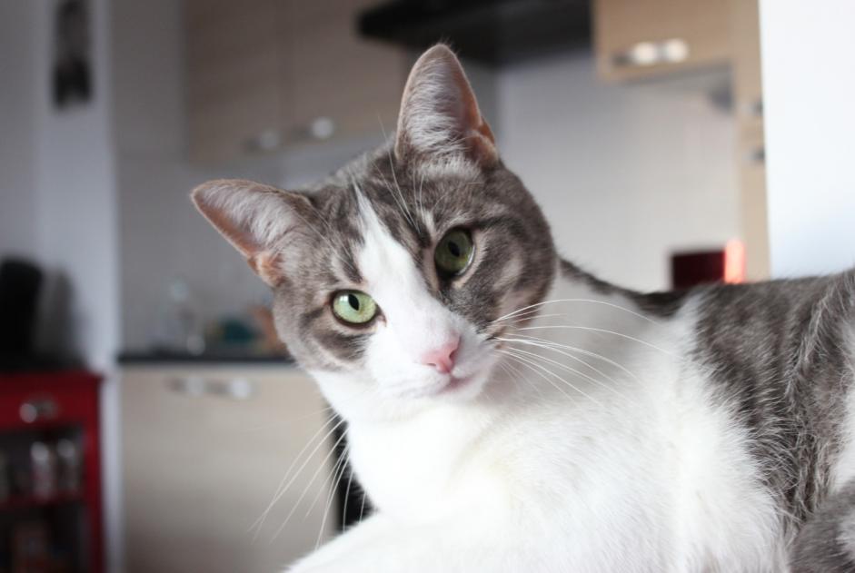 Alerte Disparition Chat Mâle , 9 ans Hanvec France