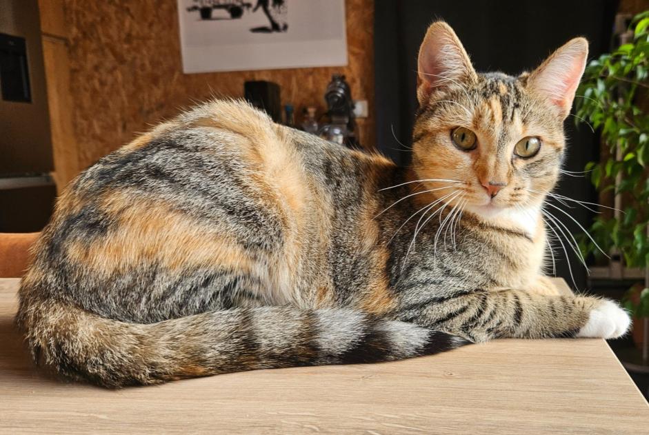 Alerte Disparition Chat croisement Femelle , 2 ans Le Pecq France