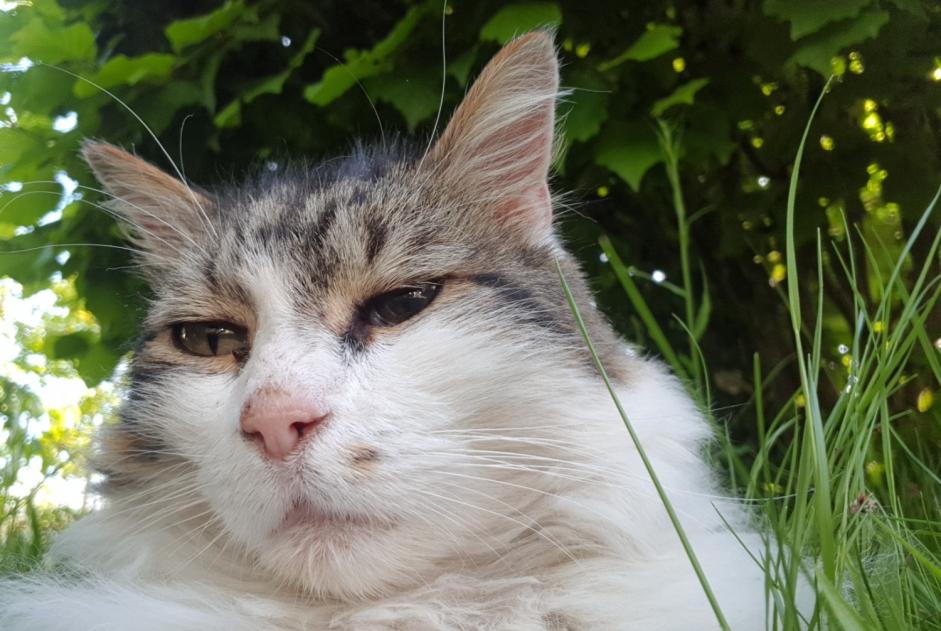 Alerte Disparition Chat  Mâle , 12 ans Orléans France