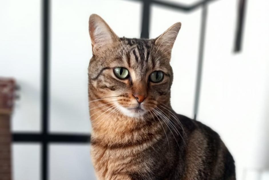 Alerte Disparition Chat croisement Mâle , 7 ans Rennes France