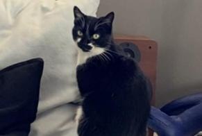 Alerte Disparition Chat Femelle , 8 ans Santa-Reparata-di-Balagna France