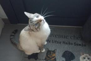 Alerte Disparition Chat Mâle , 4 ans Sèvremoine France