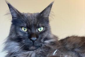 Alerte Disparition Chat  Mâle , 3 ans L'Isle-Adam France