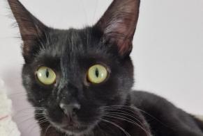 Alerte Disparition Chat Mâle , 2 ans Châlons-en-Champagne France