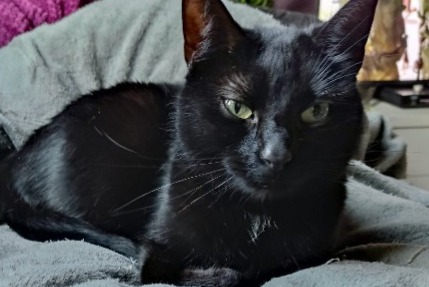 Alerte Disparition Chat croisement Femelle , 9 ans Liège Belgique