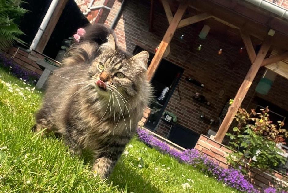 Alerte Disparition Chat croisement Mâle , 5 ans Herstal Belgique