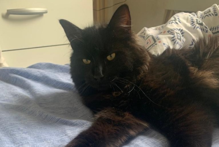 Alerte Disparition Chat Mâle , 3 ans Brive-la-Gaillarde France