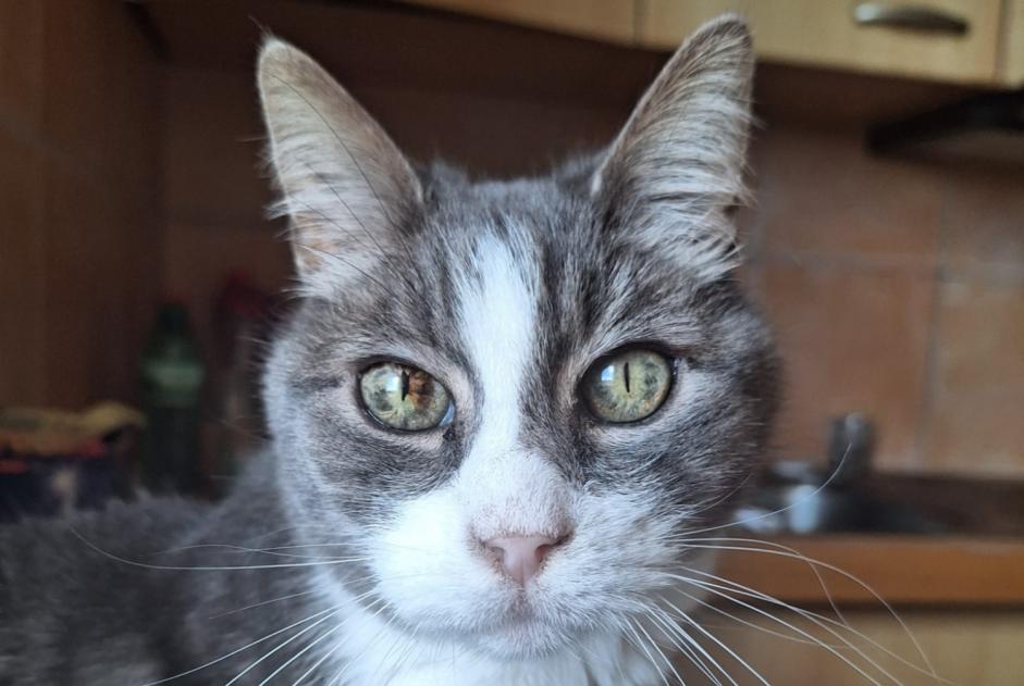 Alerte Disparition Chat Mâle , 15 ans Lausanne Suisse